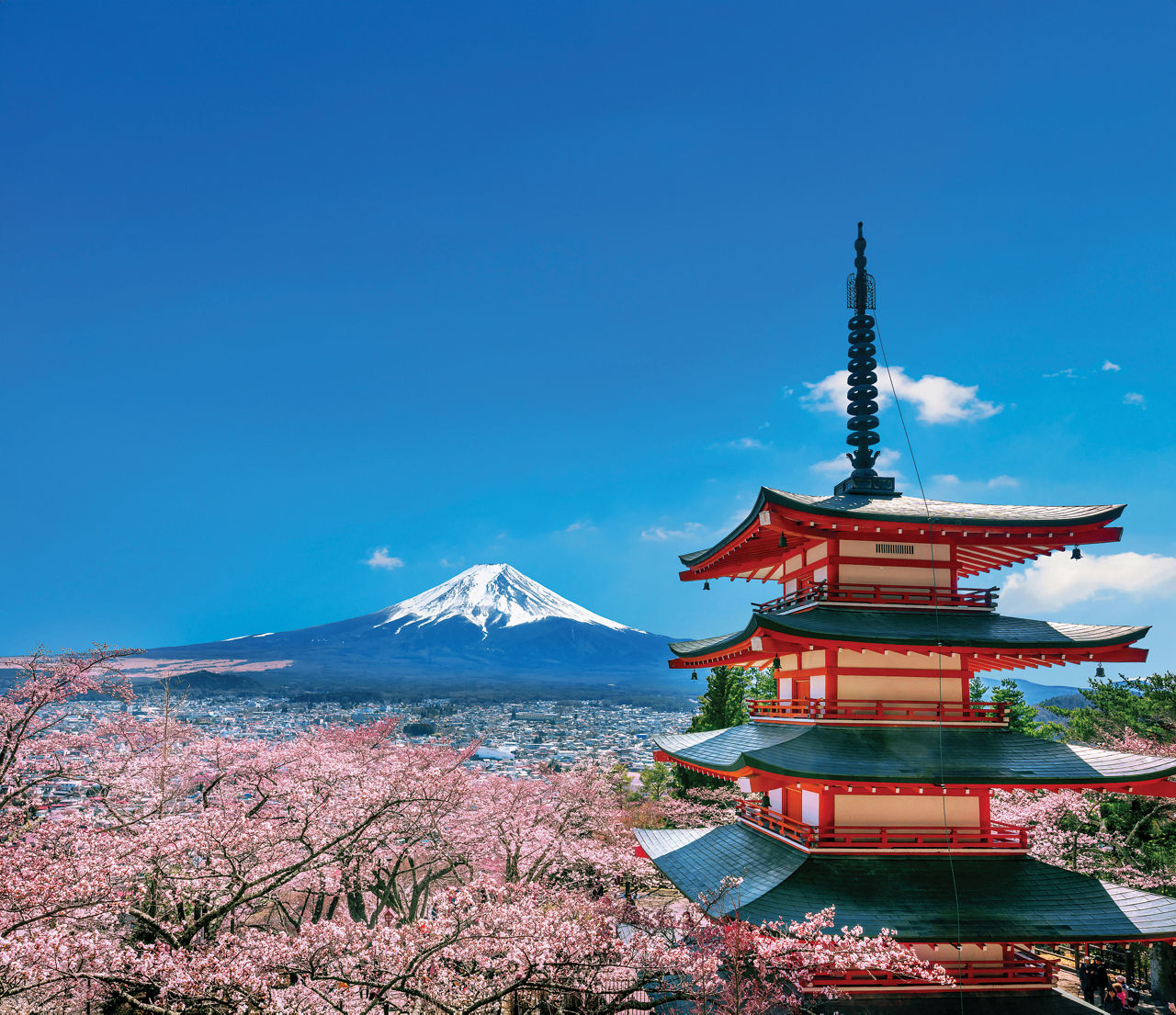 Cherry blossoms in spring, Chureito pagoda and Fuji mountain in Japan.