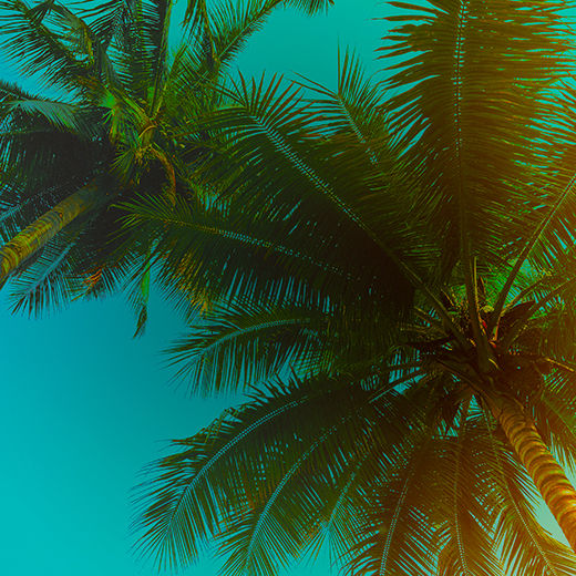 Palm Trees on a Sunny Day 