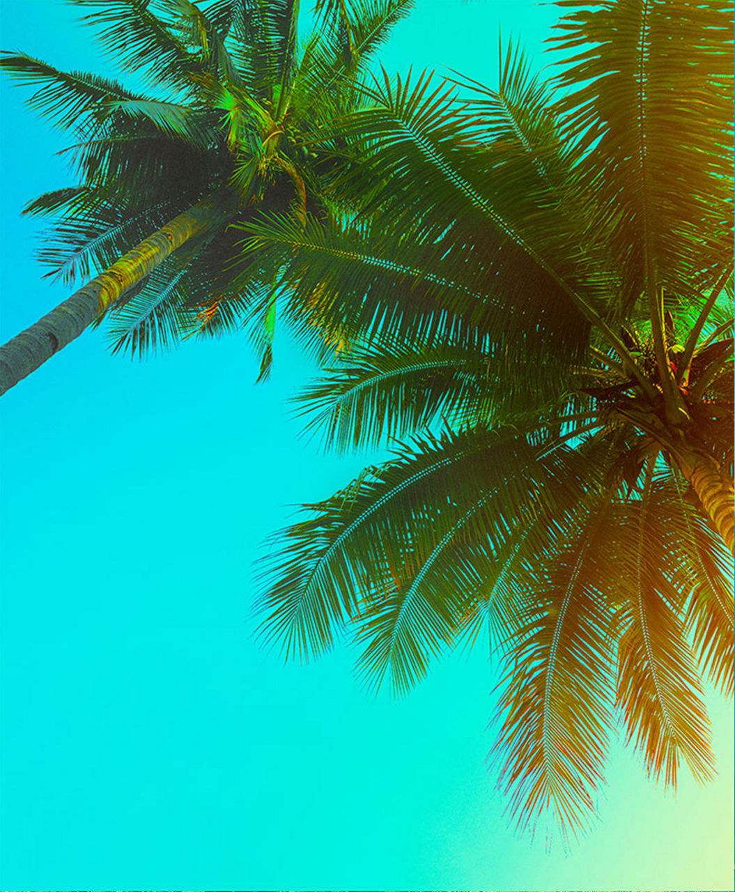 palm trees hp mobile