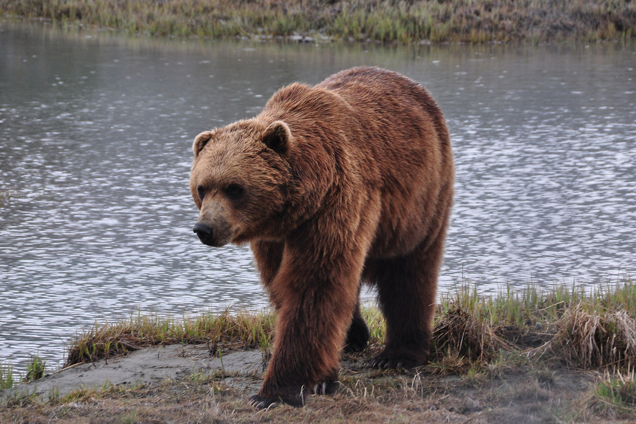 Alaska Katmai Brown Bear Wildlife