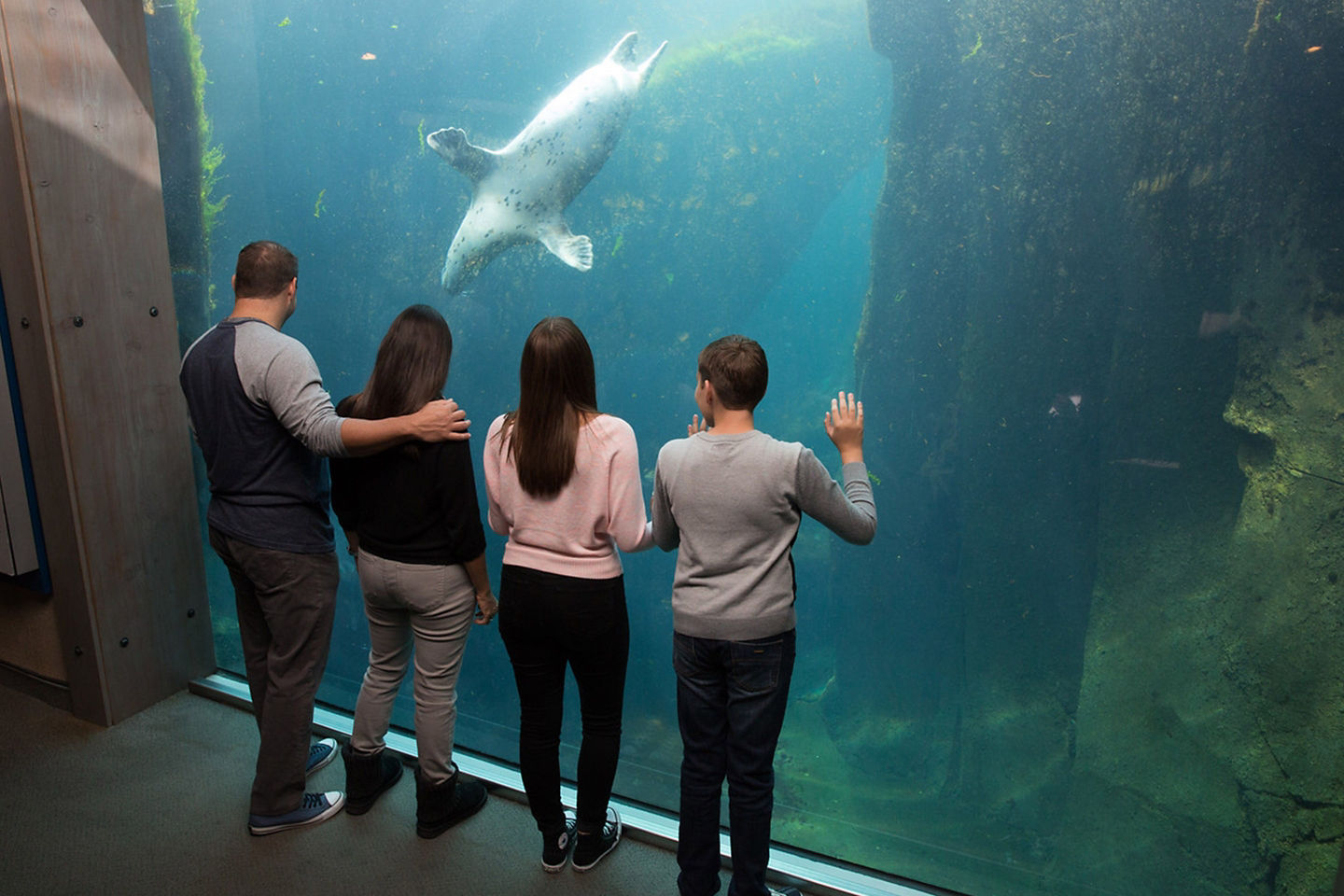 Guests explore Seward’s Alaska SeaLife Center. - Seward, Alaska