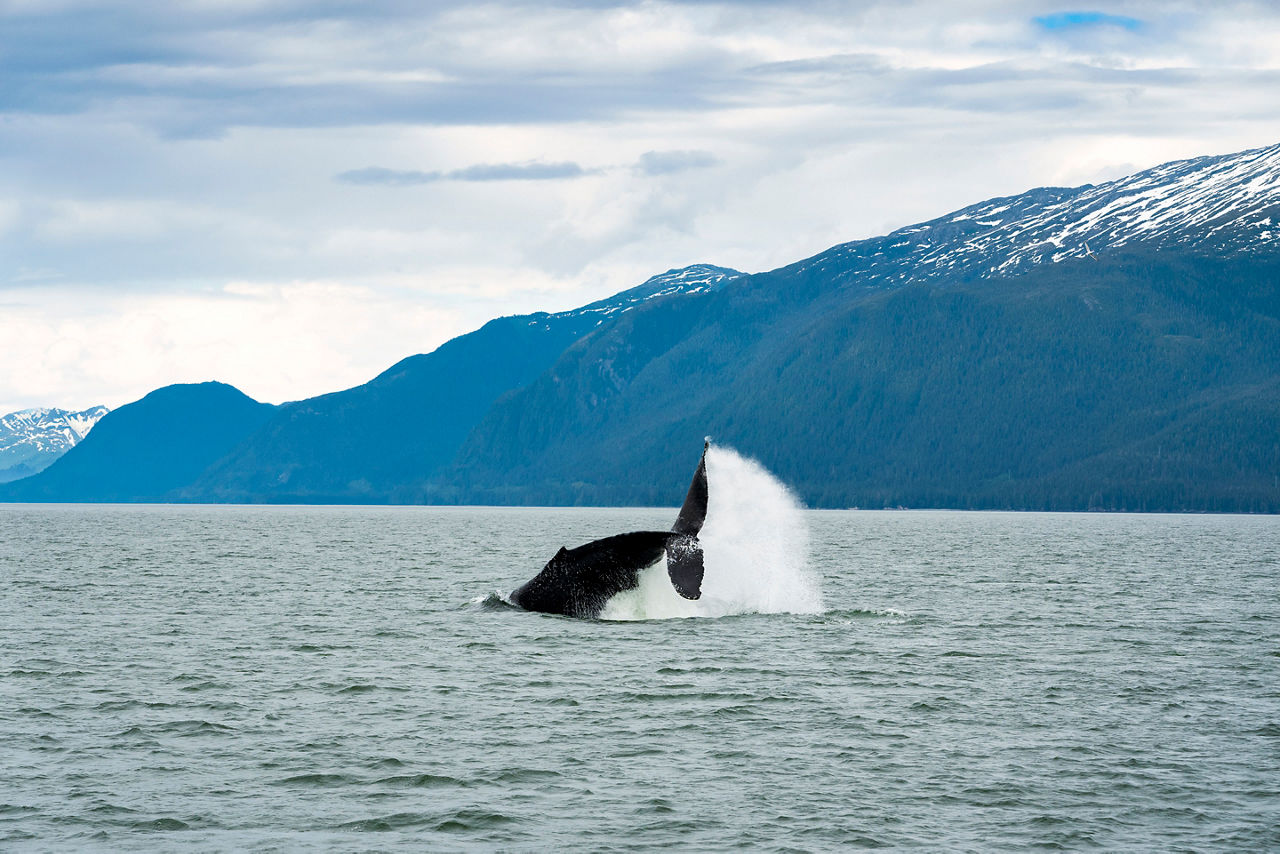 Alaska, Juneau, Tracy Arm Fjord, whale tail flip