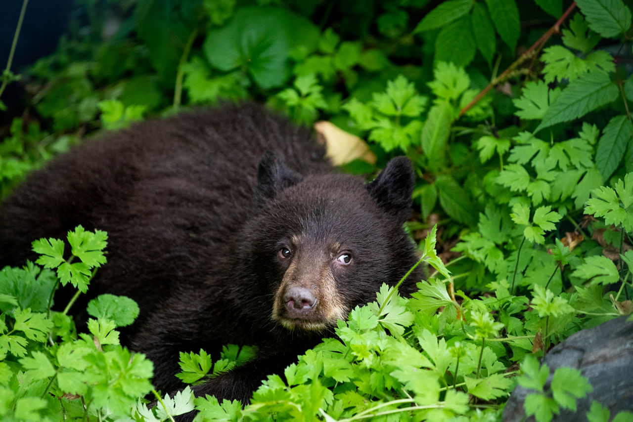 Alaska National Preserve Wildlife Bear