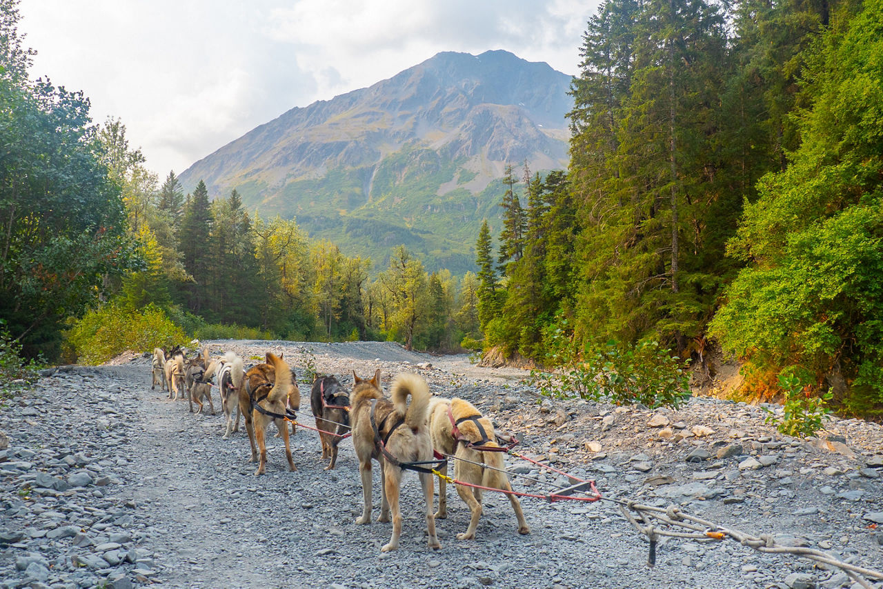 Alaskan Sled Dogs Running Along Summer Path, Alaska