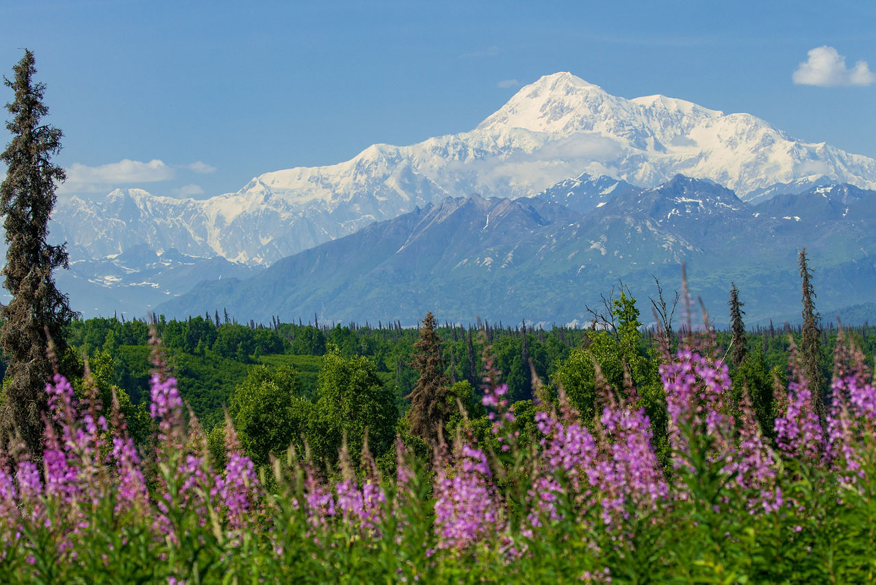 Denali National Park, Alaska in summer