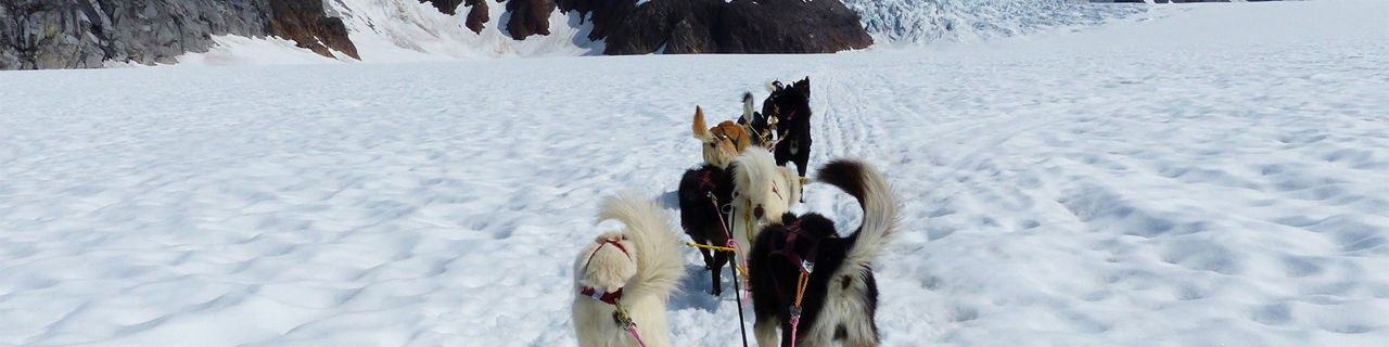 Alaska Dog Sledding Excursion