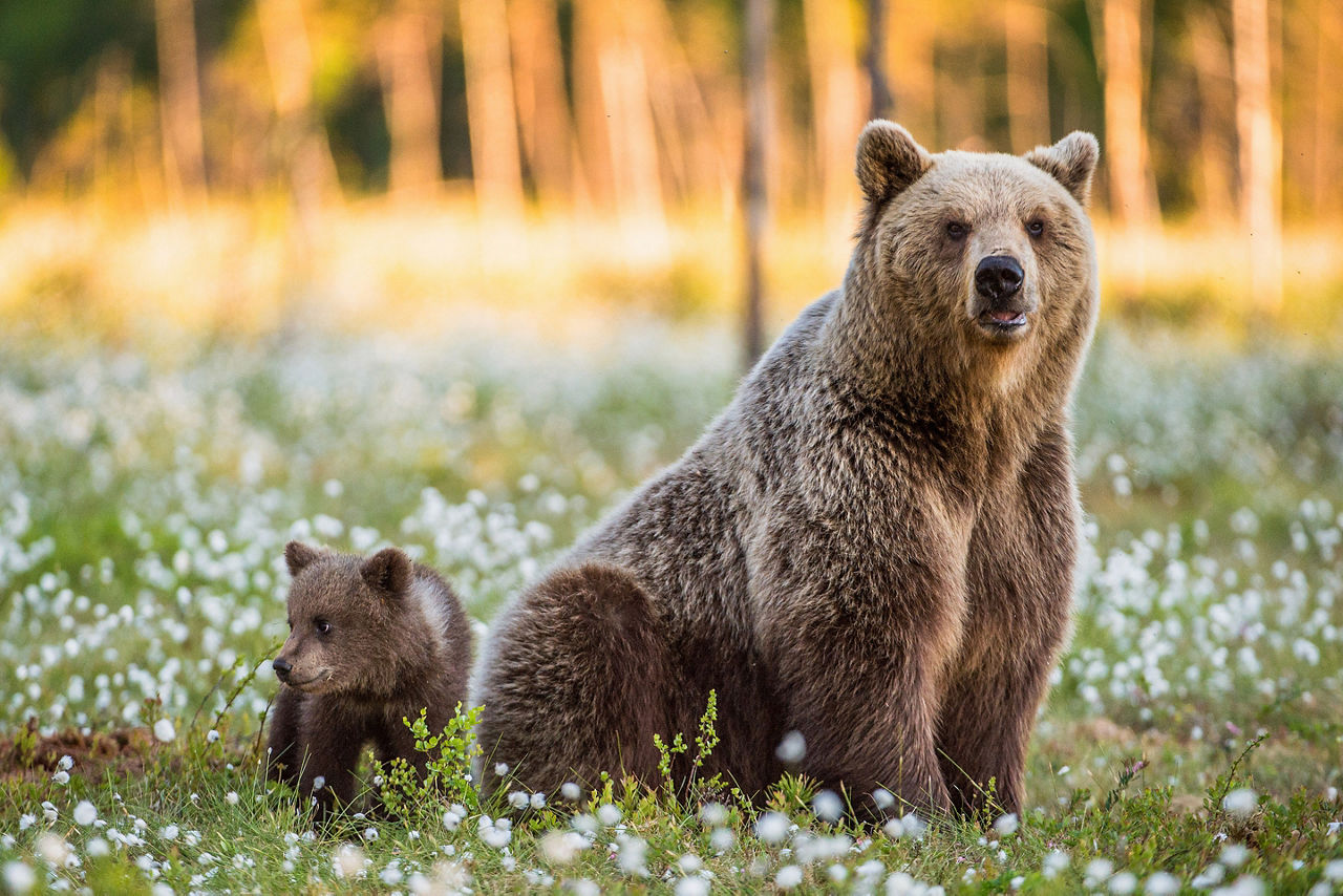 She-bear and bear-cub at sunset. Cub and Adult female of Brown Bear  in the forest at summer time. Scientific name: Ursus arctos. White flowers on the bog in the summer forest.