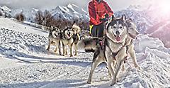 Sled Dog Racing Alaskan Malamute, Alaska