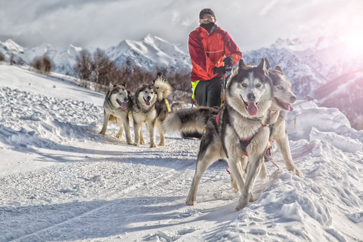 Alaskan malamutes pull a sled across snowy terrain. - Seward, Alaska