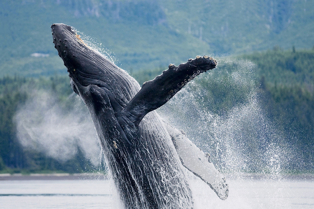 Whale jumping out of water
