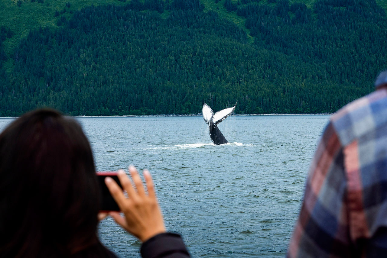 Whale watching tour Alaska