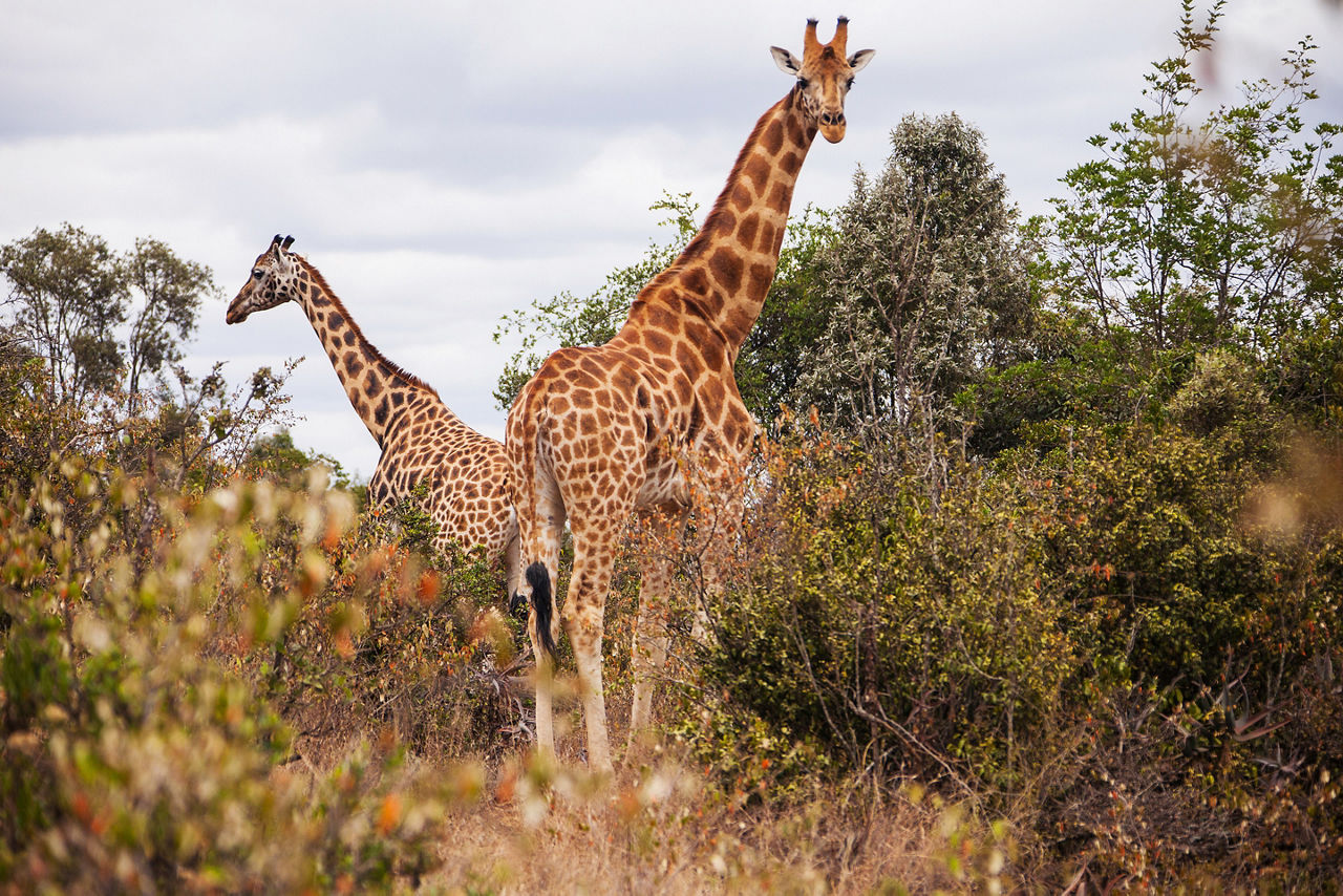 Two giraffes in the AFEW Giraffe Centre, Africa.