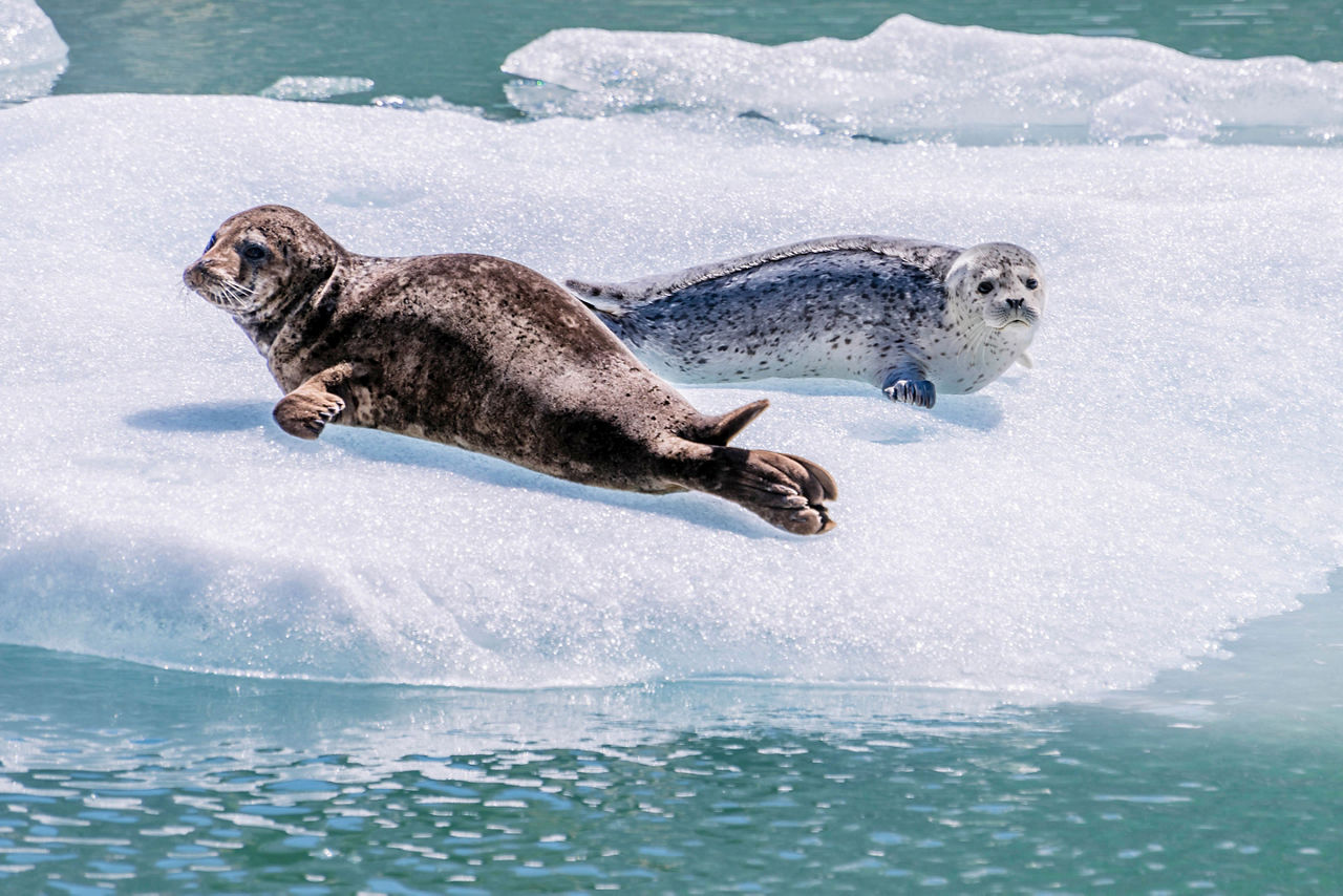 Alaska Tracy Arm Fjords Sawyer Glacier Seals