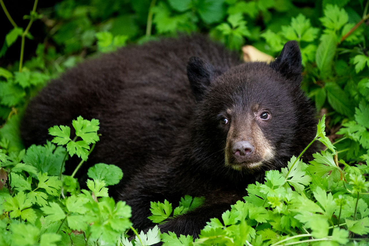 Alaska Admiralty IslandBrown Bear