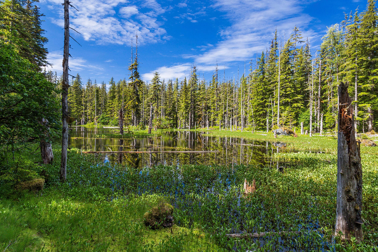 Alaska Glacier Bay National Park Forest