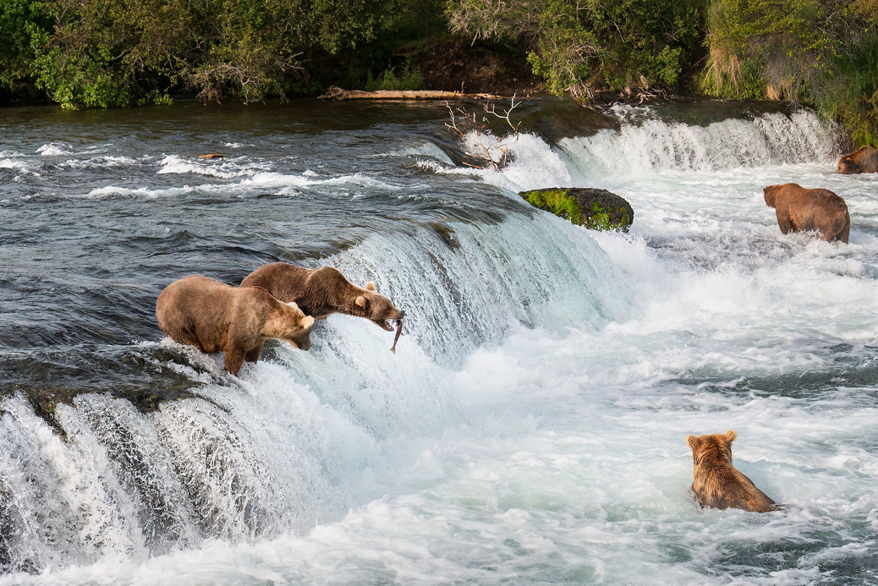 Bears fishing at Brooks Falls, Alaska