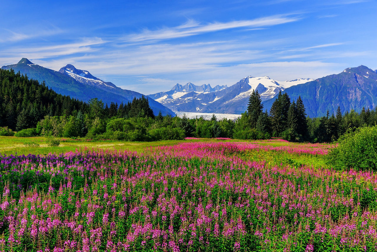 Juneau, Alaska. Mendenhall Glacier Viewpoint with Fireweed in bloom