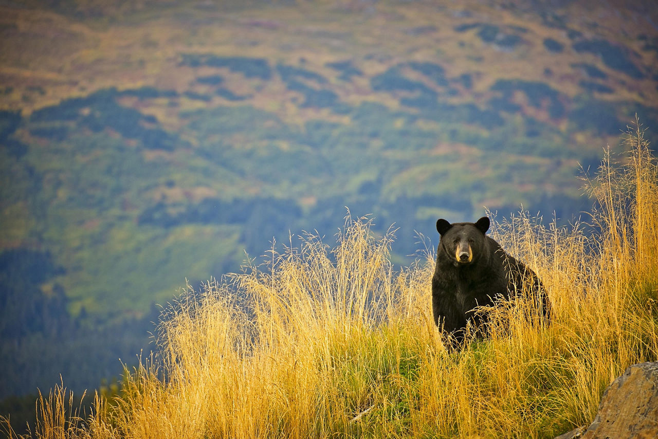 Alaska, Black Bear