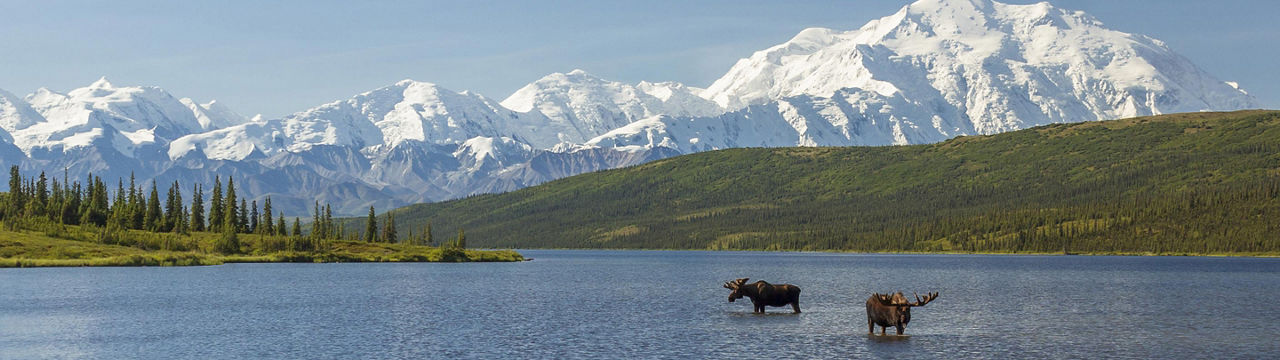 Bull Moose Wildlife Alaska Hero