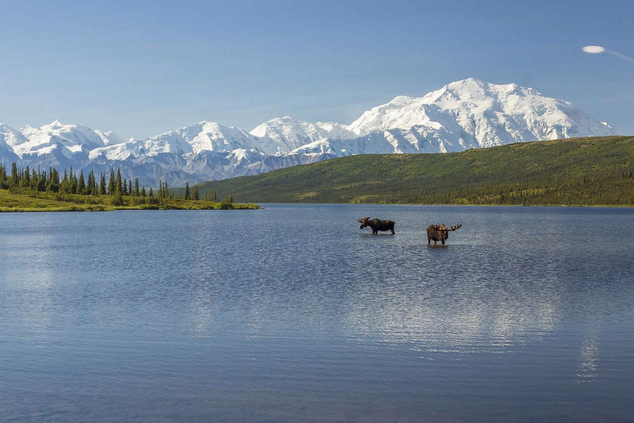 Alaska, Bull Moose Wildlife
