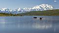 Alaska, Bull Moose Wildlife