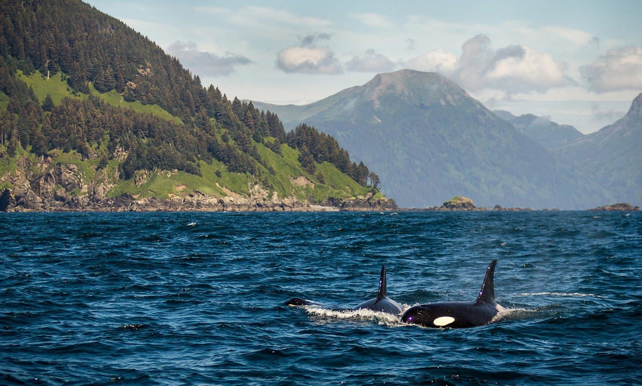 Alaska, Orca Whales 