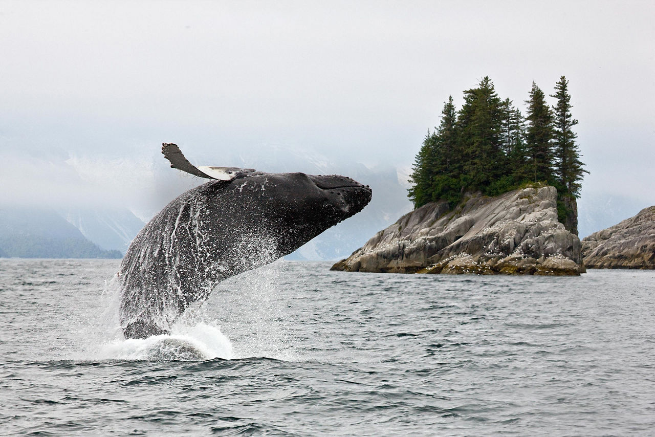 Alaska, Whale Jumping