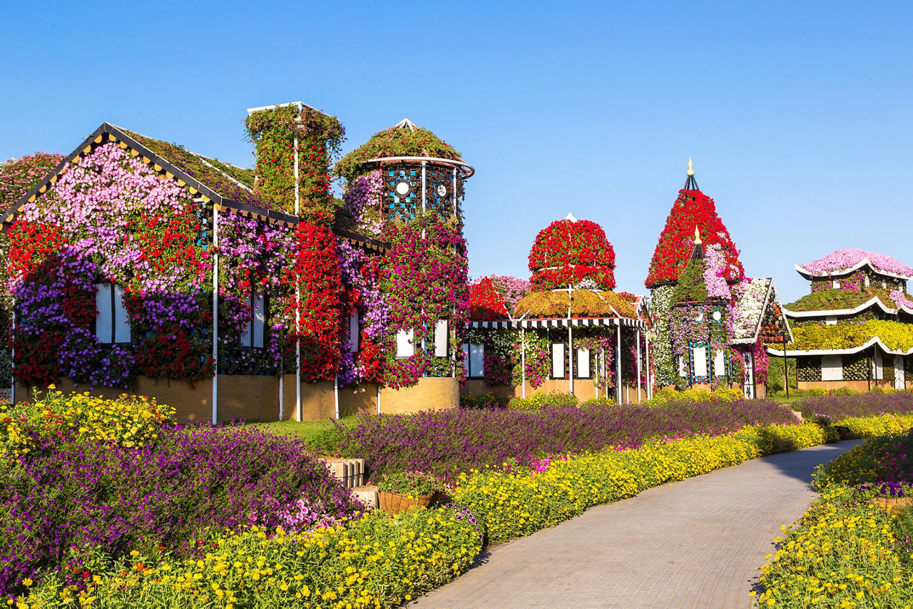 Flowers on view at Dubai Miracle Garden. Asia