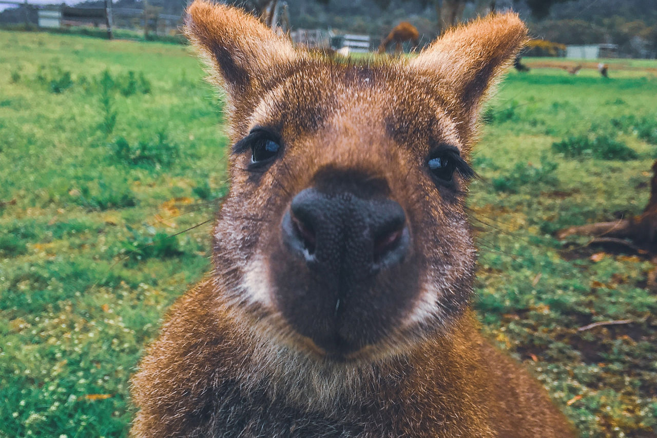 Australia, Hobart Zoo Kangaroo 