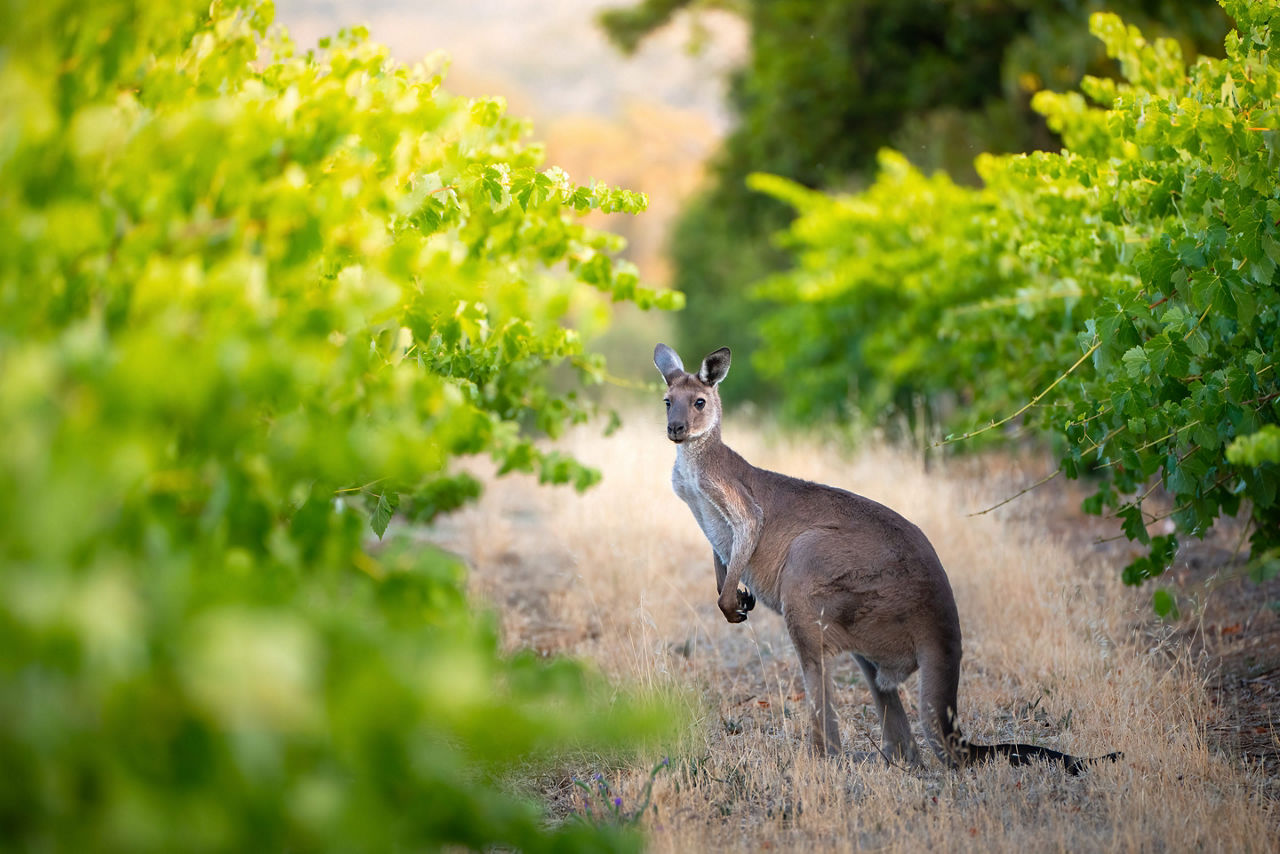 Kangaroo standing in a in South Australian vineyard. Australia