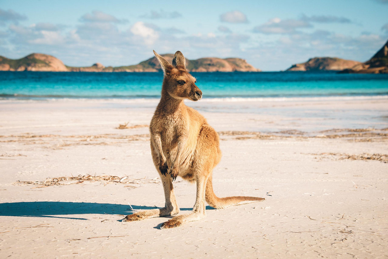Kangaroo hopping on sandy beach. Australia.