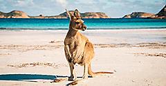 Kangaroo hopping on sandy beach. Australia.
