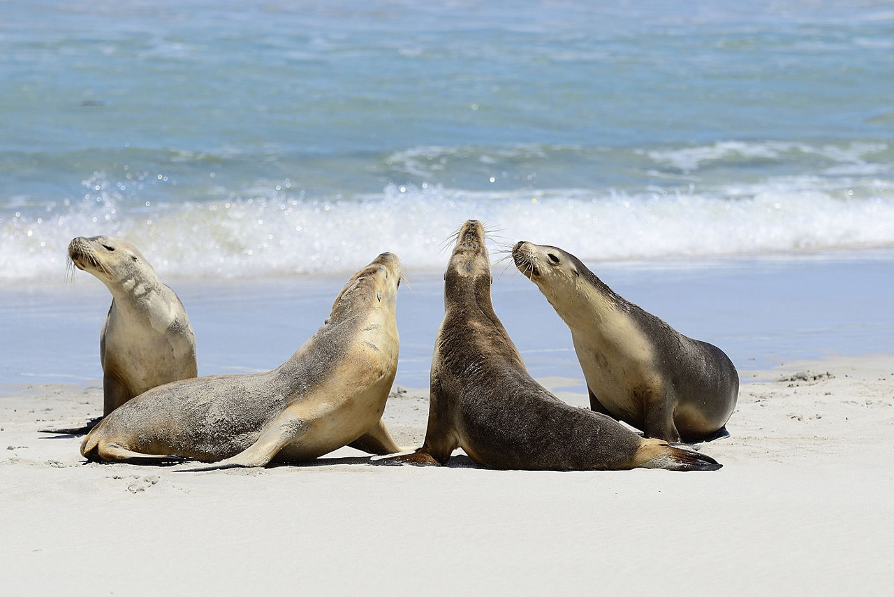 Australian sea lions in Seal Bay on Kangaroo Island. Australia