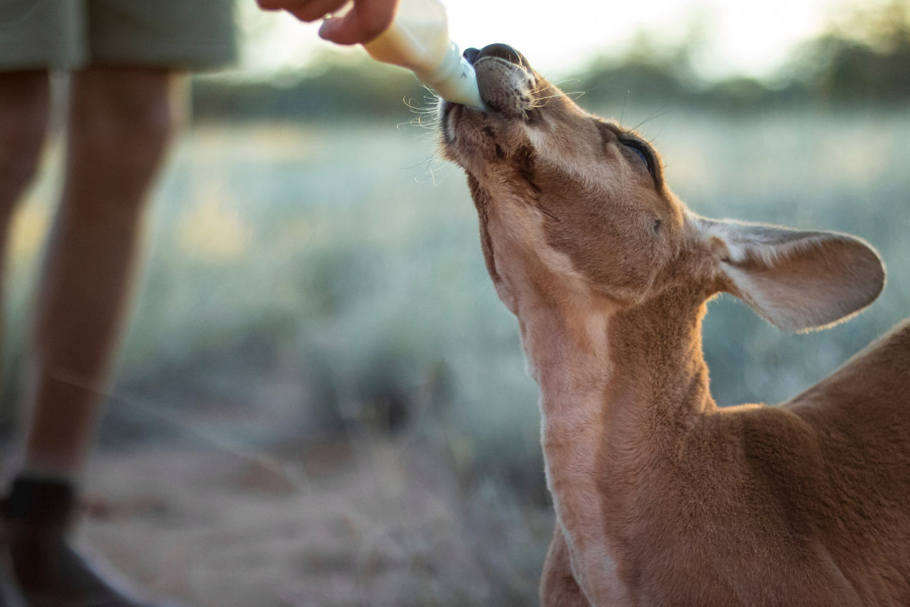 Baby kangaroo being feed in the Alice Springs Kangaroo sanctuary, Australia.