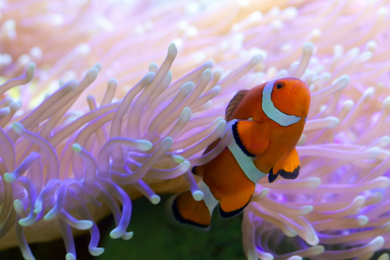 Clown fish hiding in an anemone. Australia