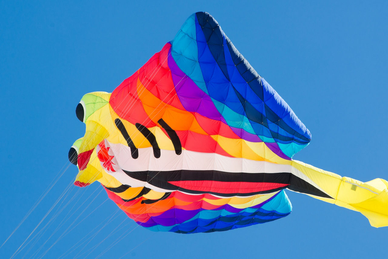 Colorful stingray kite flying in the blue sky. Australia