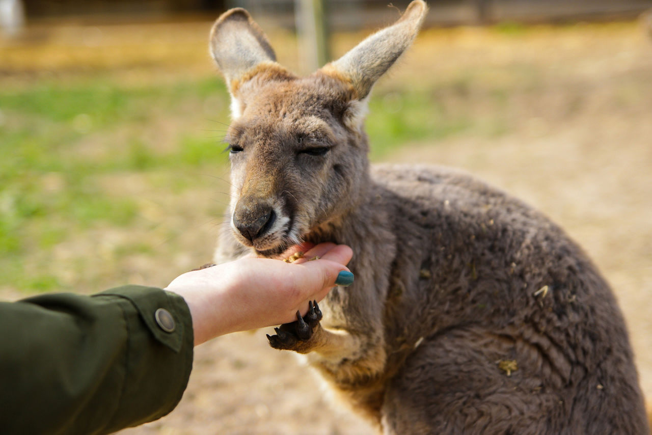 Eastern grey kangaroo feeding from hand during wildlife tour. Australia.