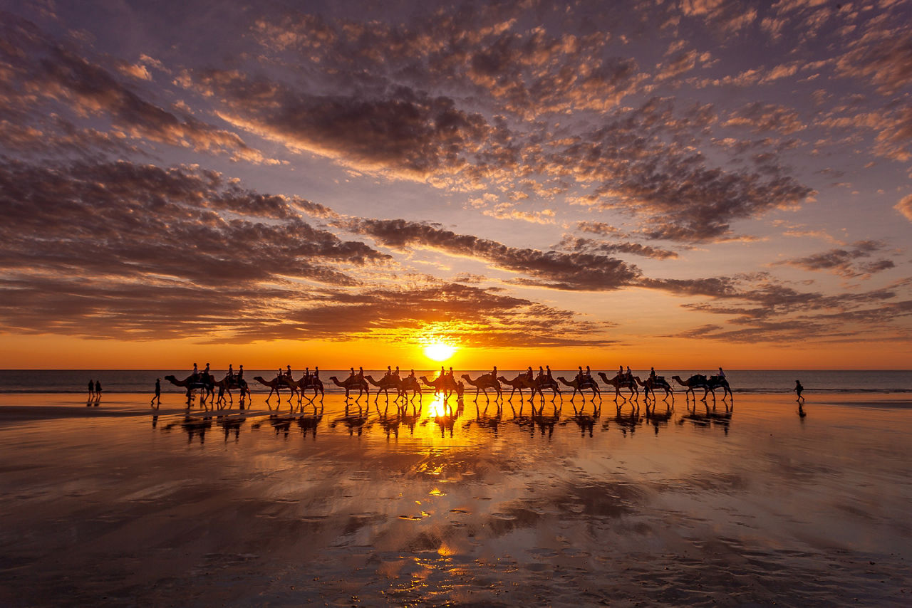 The famous cable beach camels during sunset on cable beach in broome western australia