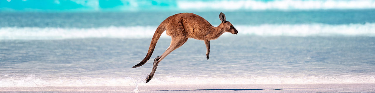 Kangaroo hopping across a pristine sandy beach. Australia.