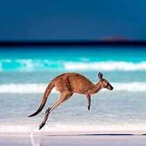 Kangaroo hopping across a pristine sandy beach. Australia.
