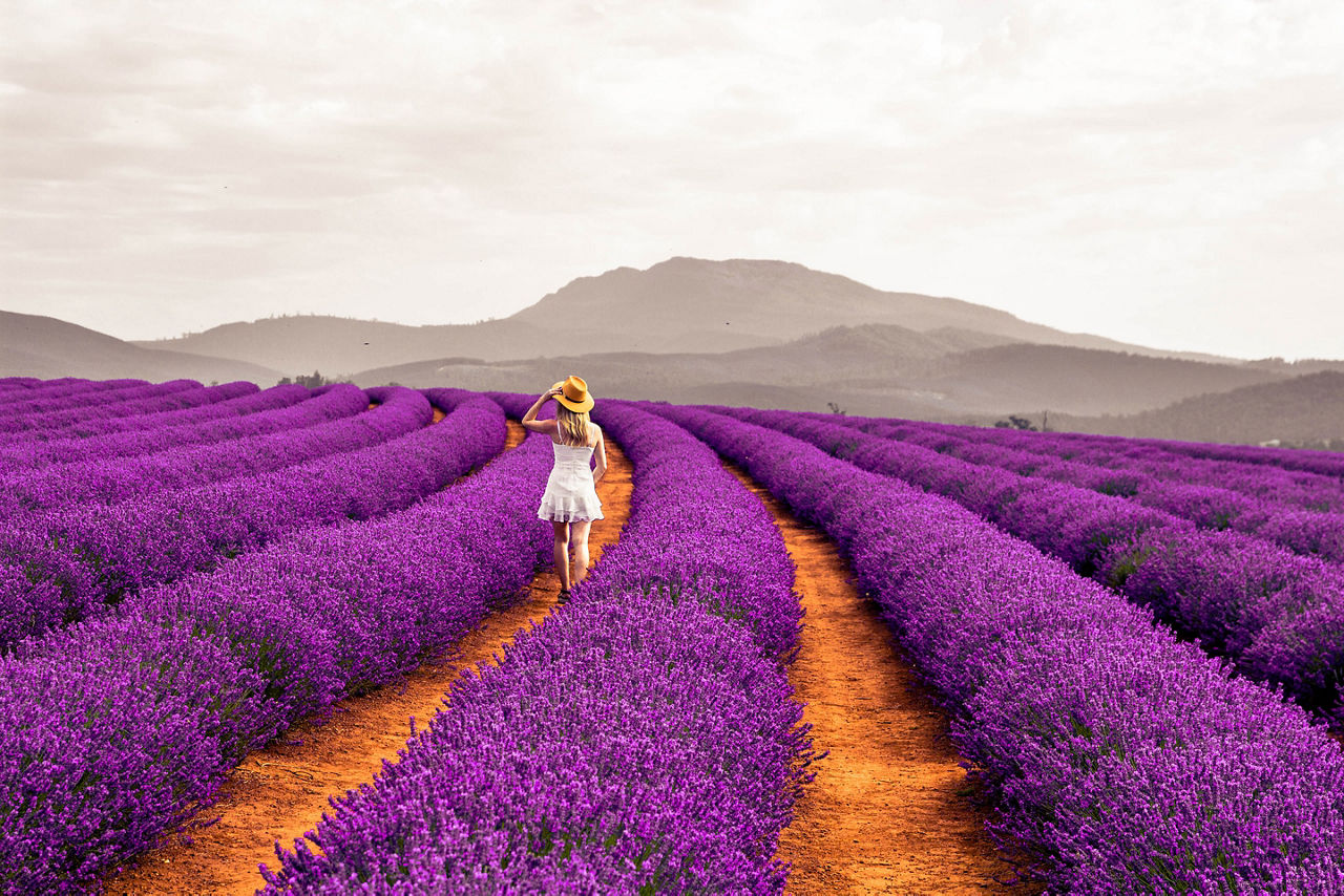 Lavender Fields in Tasmania Australia