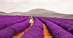 Lavender Fields in Tasmania Australia