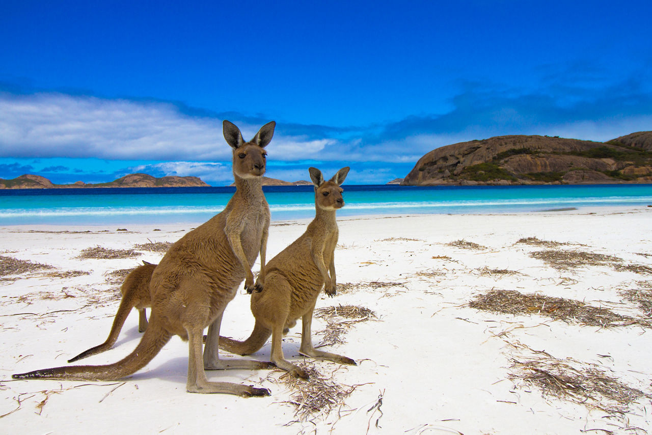 Three kangaroos stand on a white sand beach during a wildlife tour of Kangaroo Island. Australia