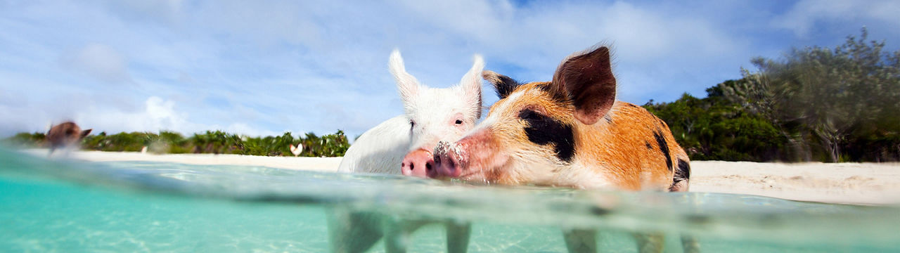 Bahamas Exuma Pigs Swimming Together