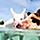 Bahamas Exuma Pigs Swimming Together