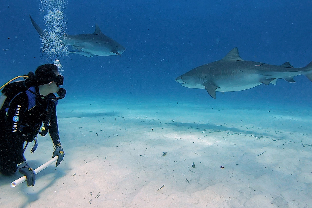 Bahamas Freeport Shark Feeding