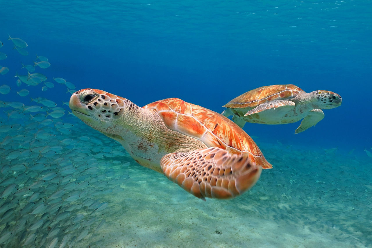 Bahamas Green Turtle Cay Snorkeling