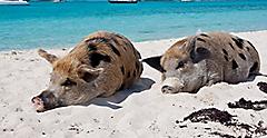 Bahamas Pigs Sleeping and Napping on the Beach