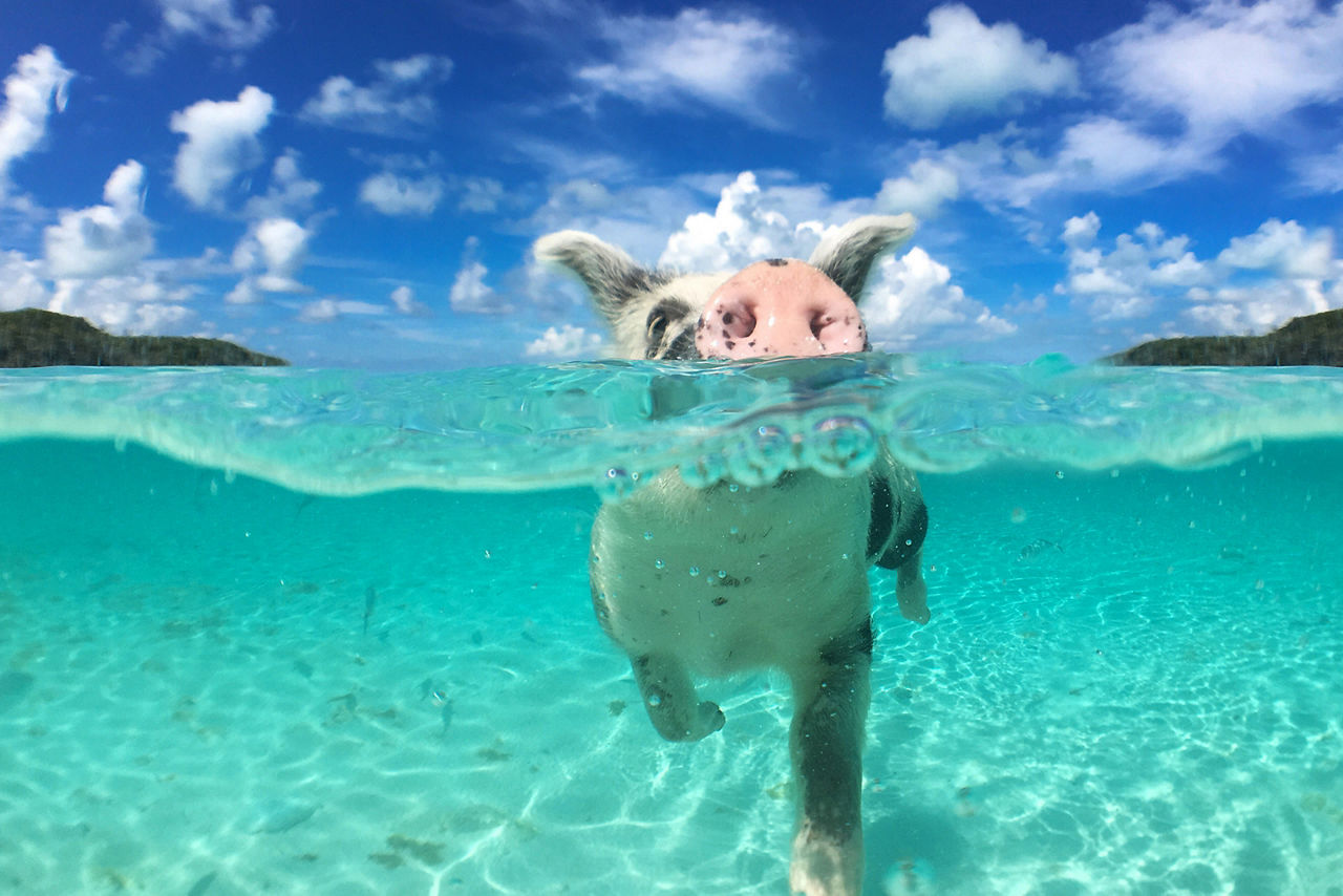 Exuma Bahamas Pig Swimming Underwater