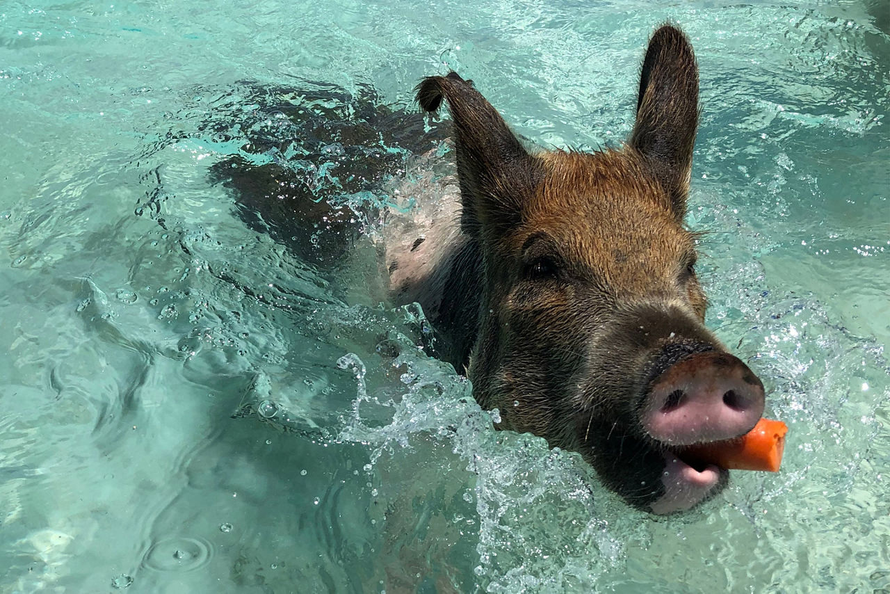 Exuma Pig Swimming and Eating a Carrot